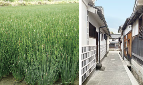 い草の町「倉敷」